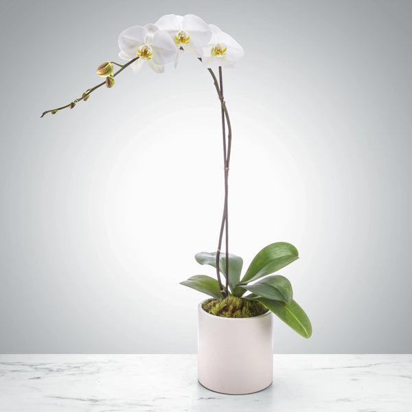 Single Stem Orchid - Brentwood Florist