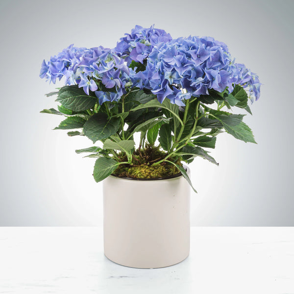 Hydrangea Plant - Brentwood Florist