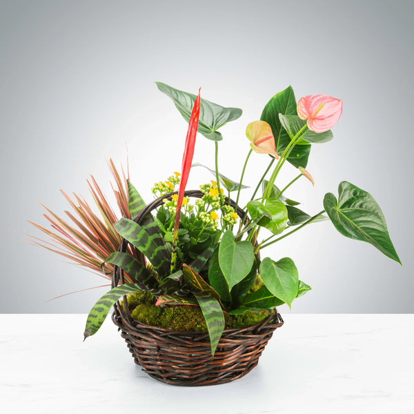 Tropical Plant Basket - Brentwood Florist