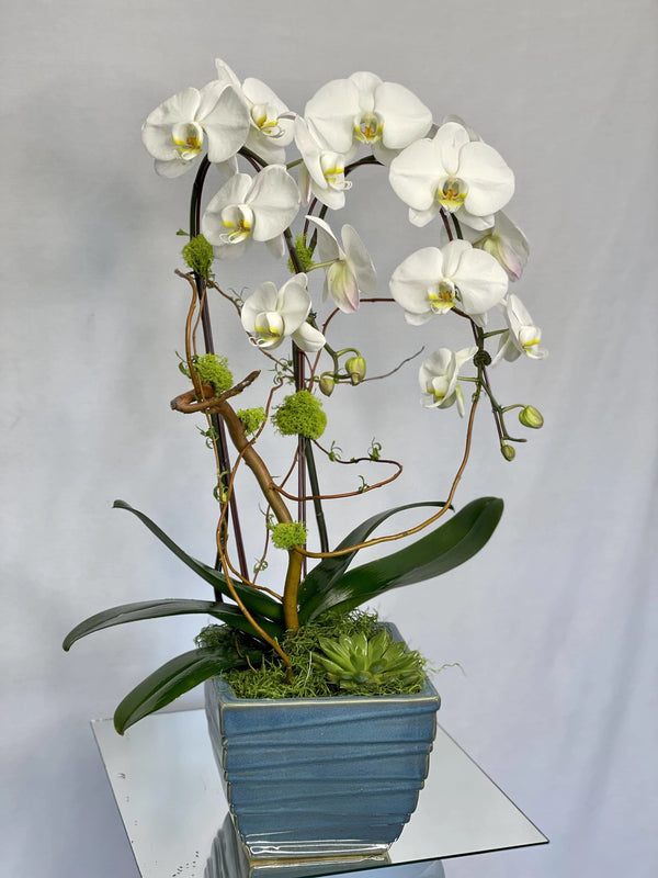 Simply Orchids - Brentwood Florist