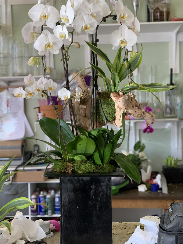Orchid In Tall Box - Brentwood Florist