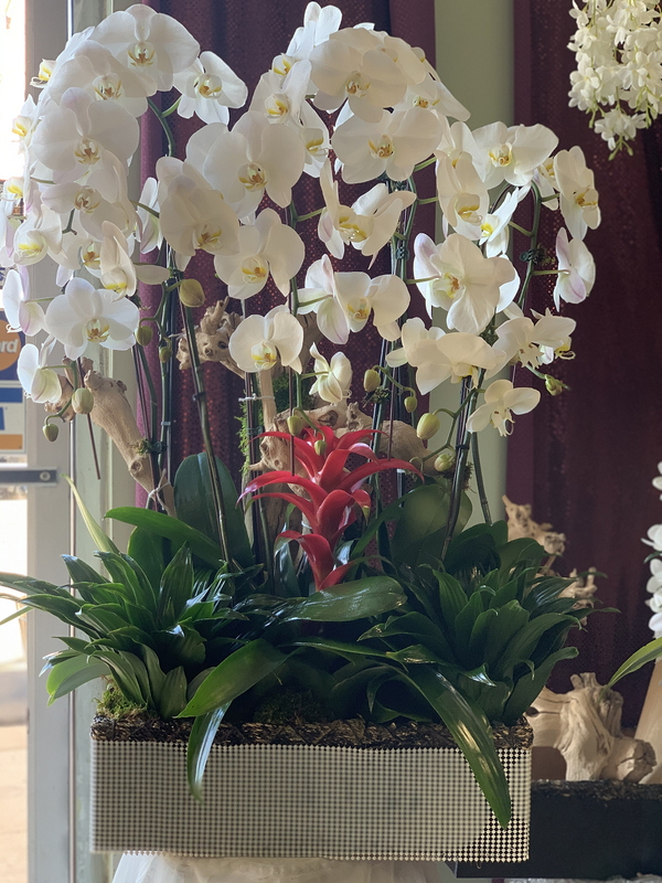 Stunning Orchid Beauty | Brentwood Florist