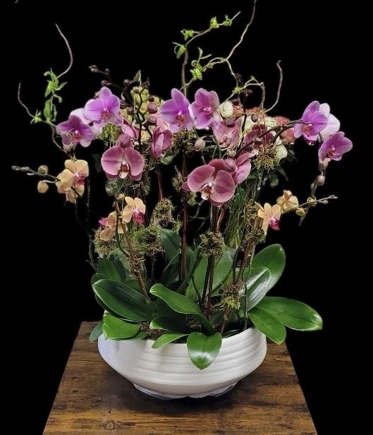 AUTUMN ELEGANT ORCHID SYMPHONY - Brentwood Florist