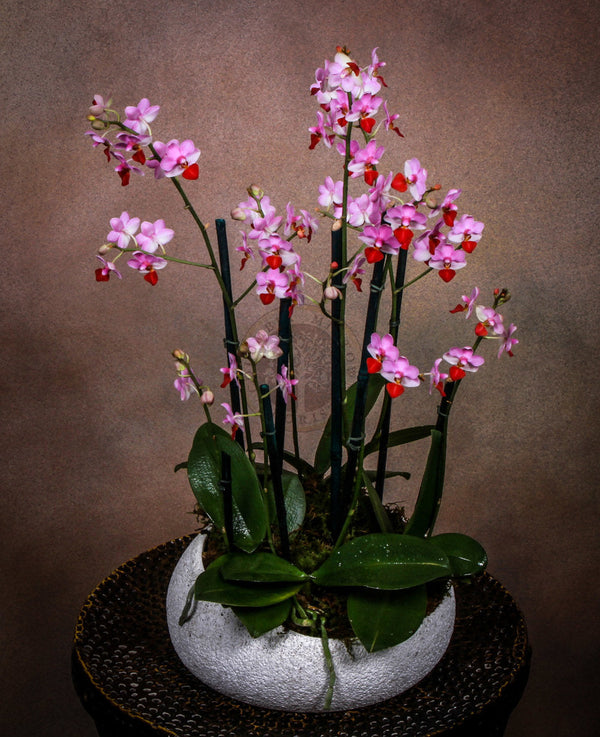 BLUSH ORCHIDS - Brentwood Florist