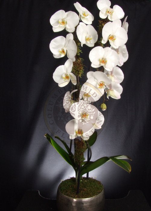 LUSH CASCADING ORCHID - Brentwood Florist