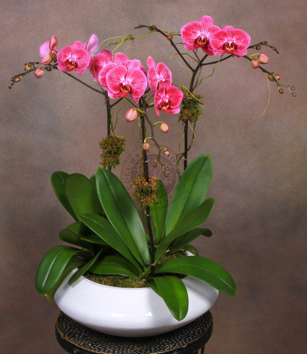 FUCHSIA ORCHIDS - Brentwood Florist