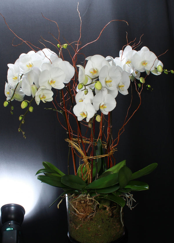 NATURAL ELEGANCE - Brentwood Florist
