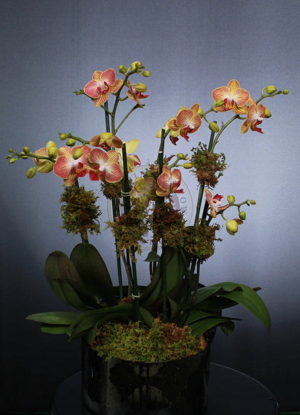 PEACH ORCHID GARDEN - Brentwood Florist