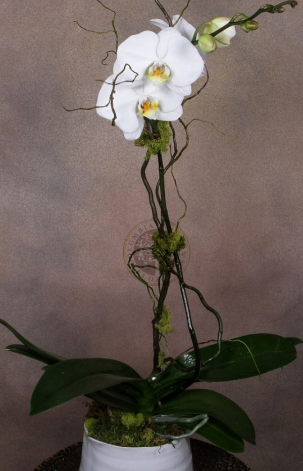 ONE STEM LARGE ORCHID - Brentwood Florist