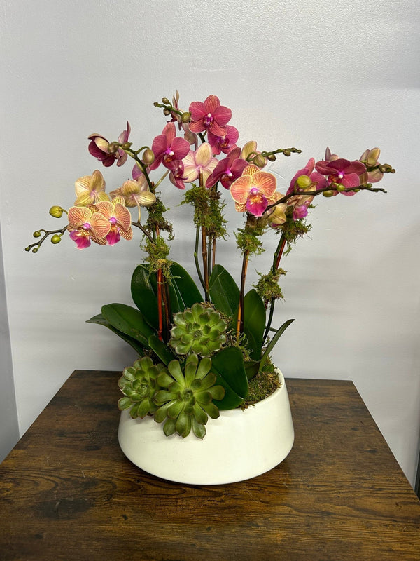 CRIMSON SUNSET ORCHIDS - Brentwood Florist