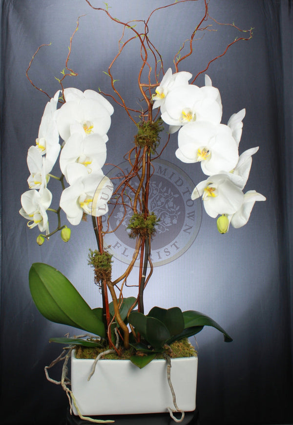 DOUBLE CASCADING ORCHID - Brentwood Florist