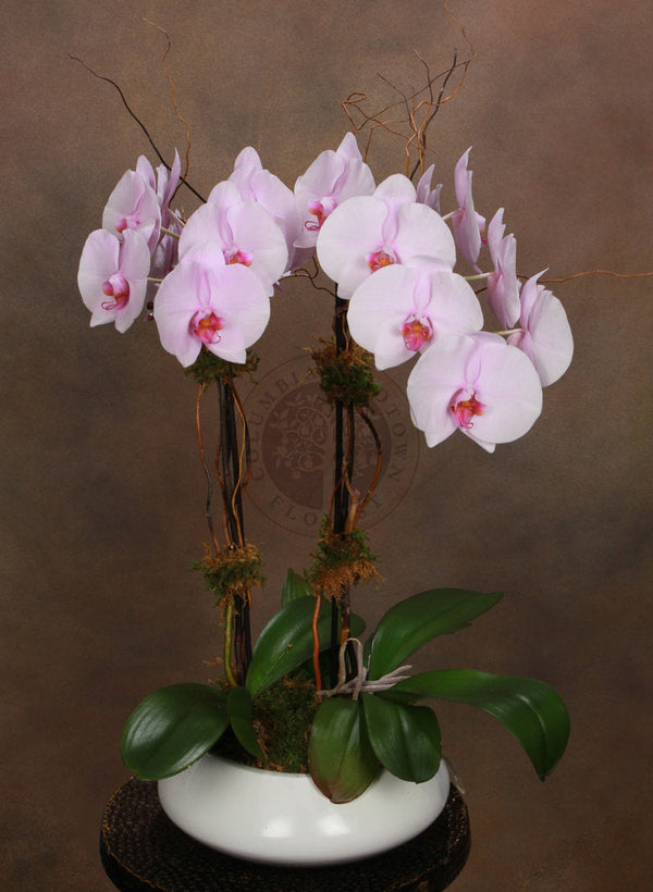 PHALAEONOPSIS PINK - Brentwood Florist