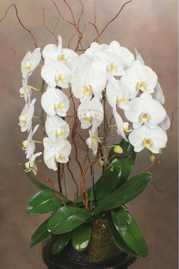 TRIPLE CASCADING ORCHID - Brentwood Florist