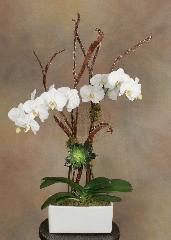 DOUBLE STEM ORCHID WITH SUCCULENT - Brentwood Florist