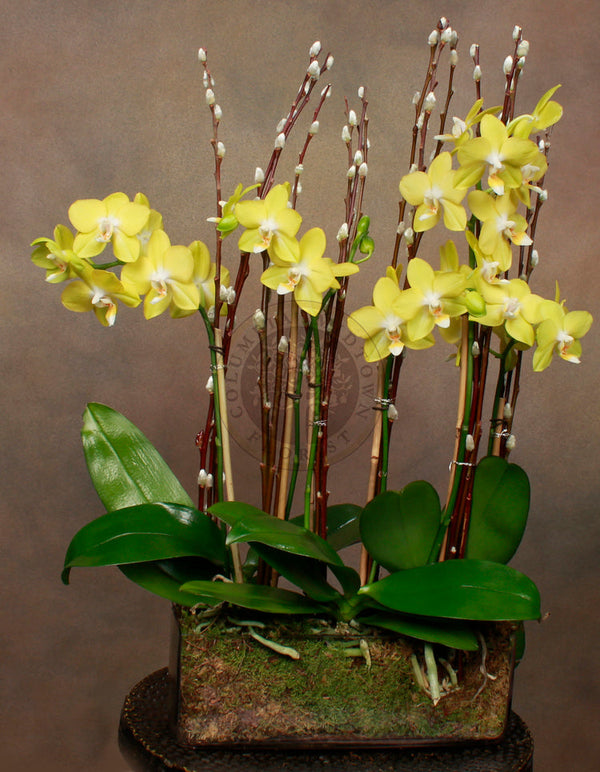 Yellow Mini Orchids - Brentwood Florist