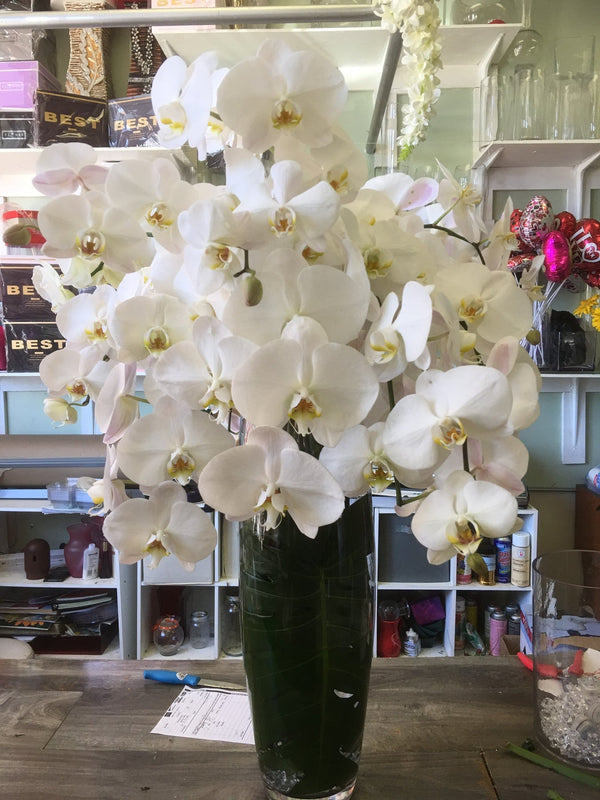 Orchid Paradise | Brentwood Florist