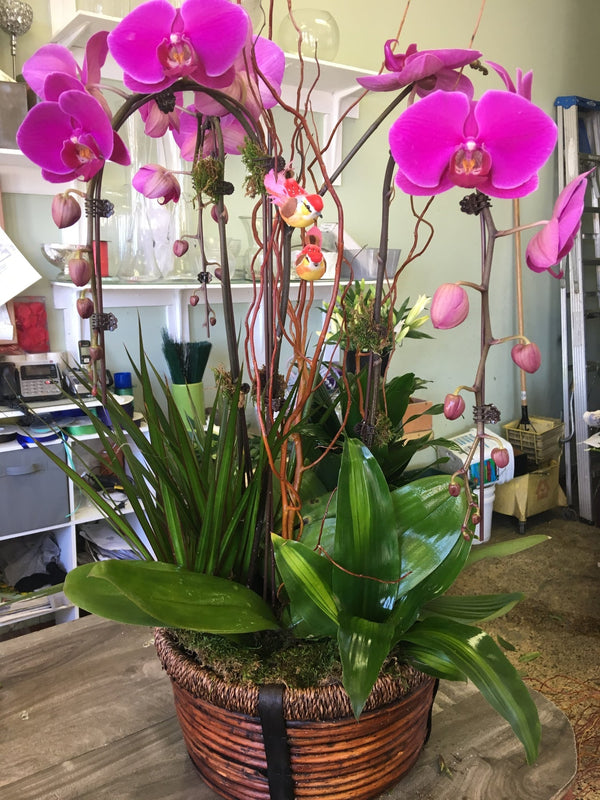 Violet Galore | Brentwood Florist