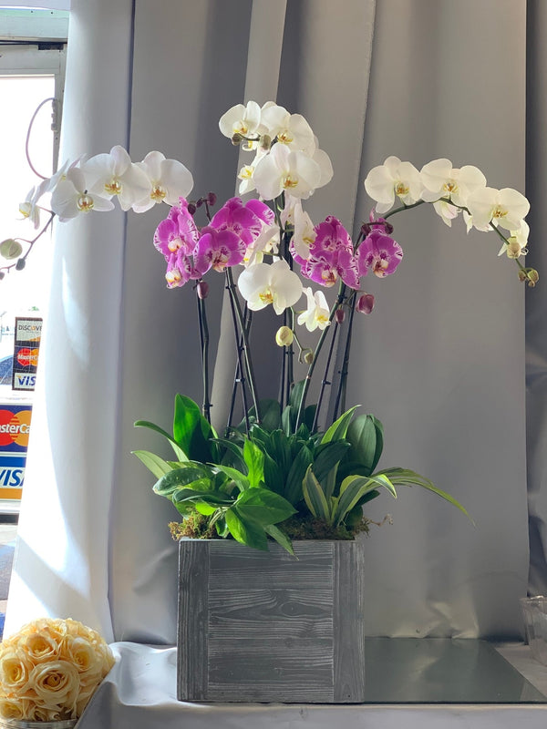 Welcoming Orchid | Brentwood Florist