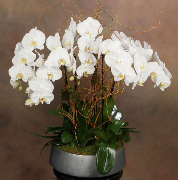 PURE PERFECTION - Brentwood Florist