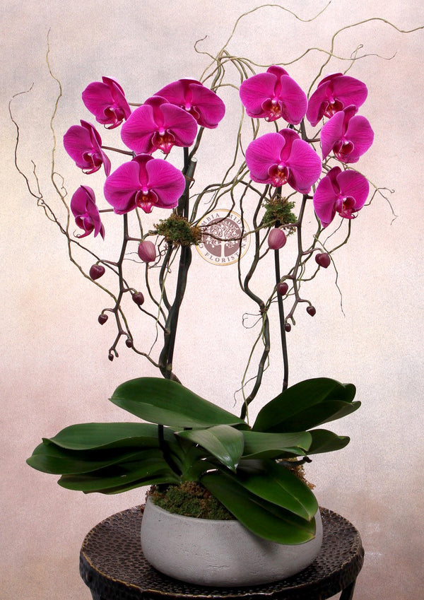 Double Purple Orchid - Brentwood Florist