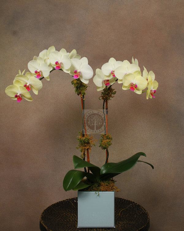 YELLOW PARADISE - Brentwood Florist